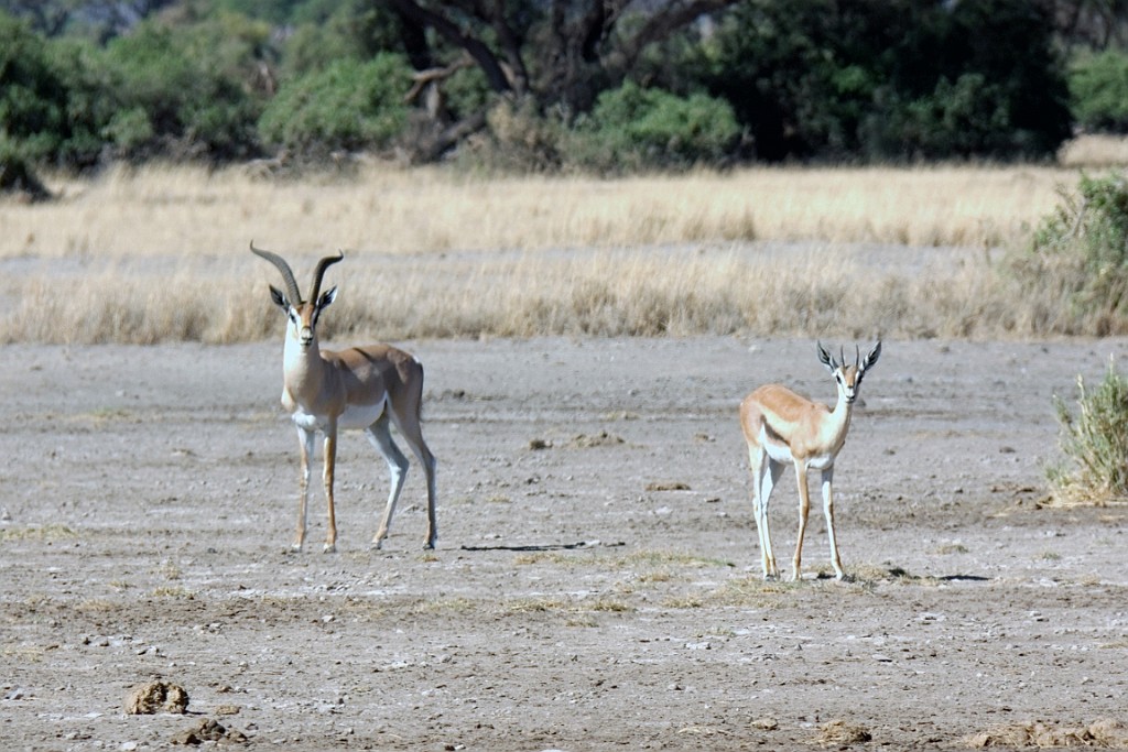 Kenia (128).jpg